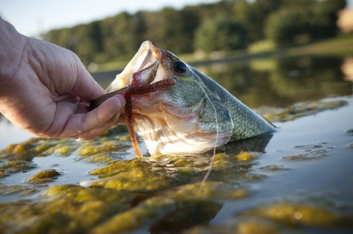 10 teknik memancing yang efektif untuk hasil terbaik