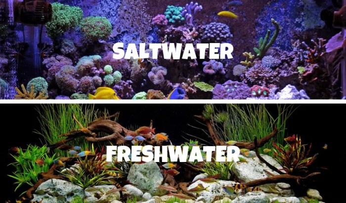 Fish saltwater freshwater vs between