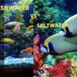 Freshwater saltwater aquarium fish vs water tank salt tanks between article