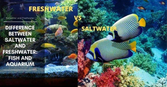 Freshwater saltwater aquarium fish vs water tank salt tanks between article