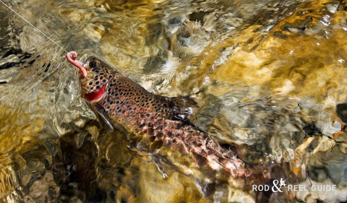 Bait fishinmoney trout fishin