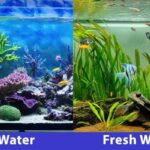 Aquarium fish tank freshwater saltwater vs tanks water tropical between marine choose board reef