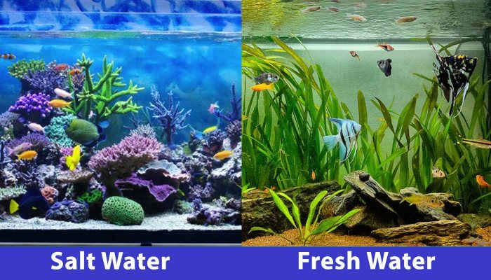 Aquarium fish tank freshwater saltwater vs tanks water tropical between marine choose board reef