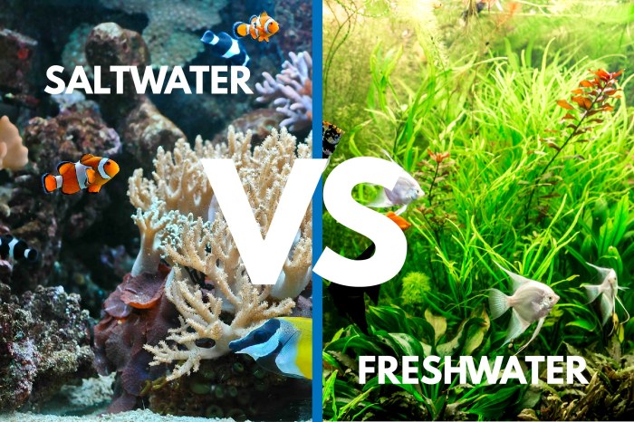 Saltwater osmoregulation freshwater differences